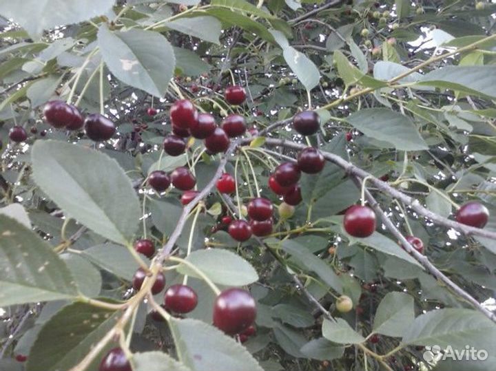 Плодовые деревья