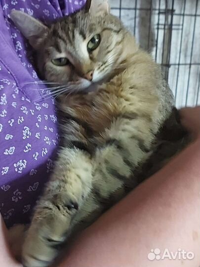 Глаша ищет дом