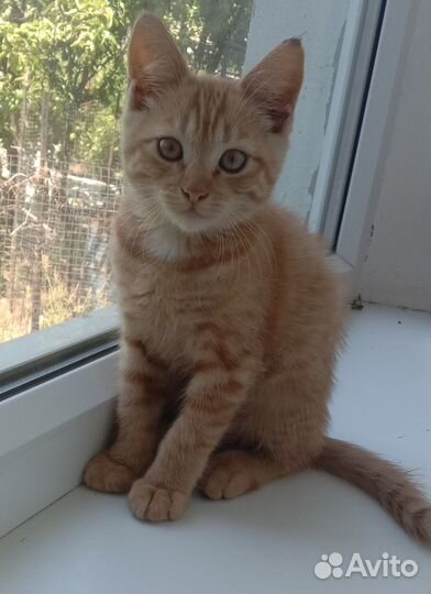 Рыжее счастье