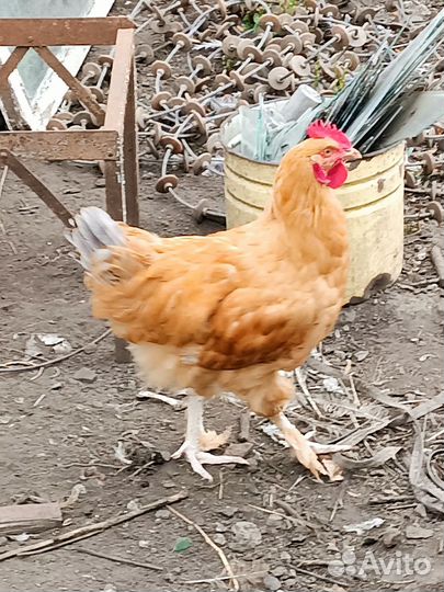 Петухи породы Орпингтон