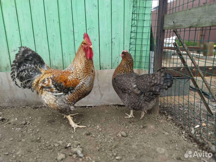 Инкубационное яйцо кур белефельдер и амераукана