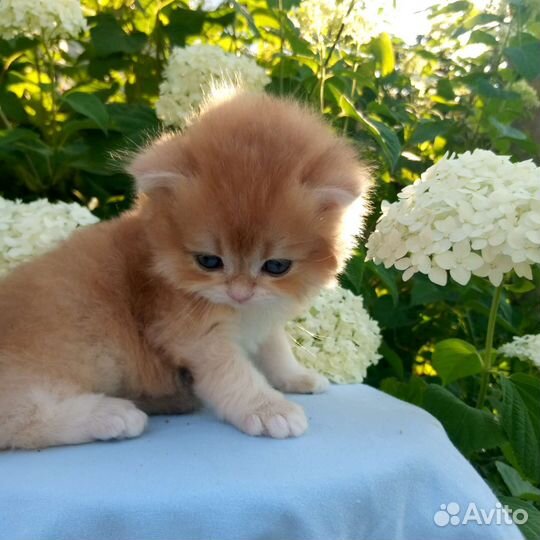 Британский длинношерстный мальчик BLH ny12