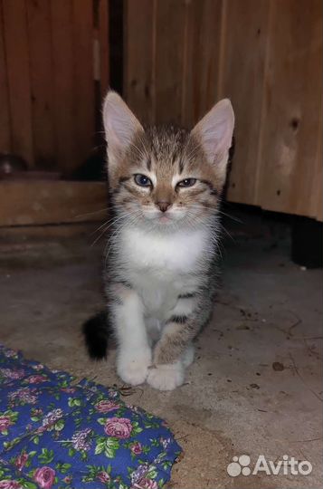 Котята в дар бесплатно