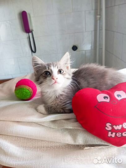 Пушистая 3х цветочка в Ваш дом