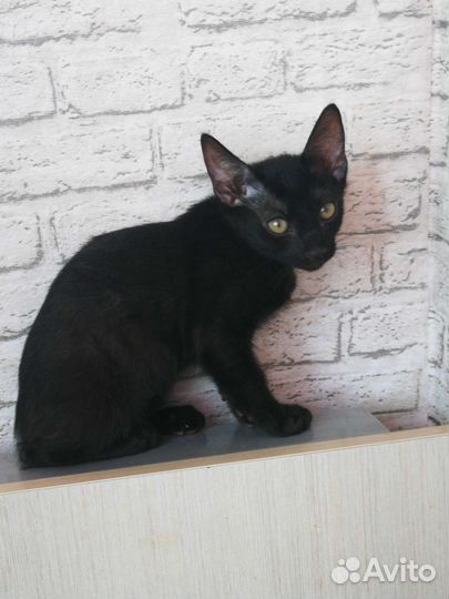Котята сфинкс