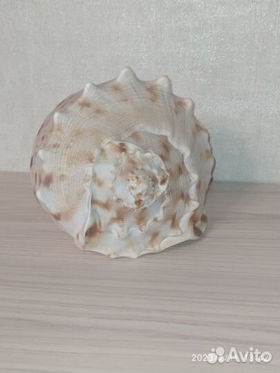 Ракушка