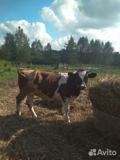 Телка стельная нетель