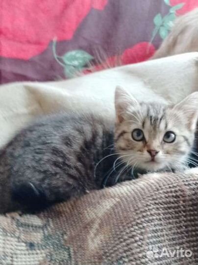 Котенок в добрые руки