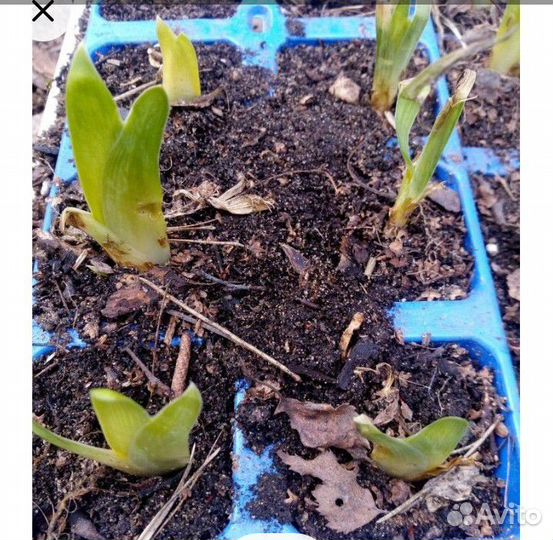 Бородатые ирисы