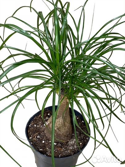 Нолина beaucarnea Бокарнея