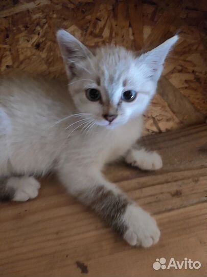 Котята бесплатно