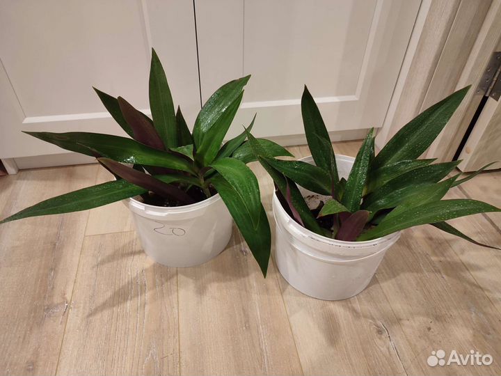 Традесканция рэо 3в1 горшке, 300