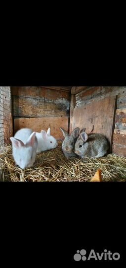 Кролики разных пород