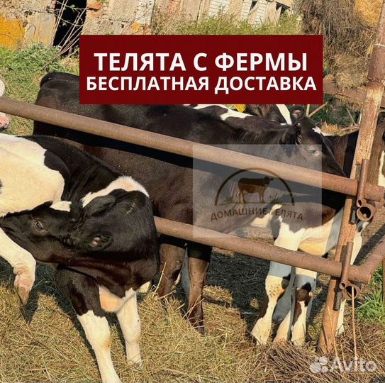 Бычки, телята 3 месяца