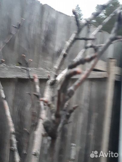 Большой выбор саженцев деревьев. и кустарников