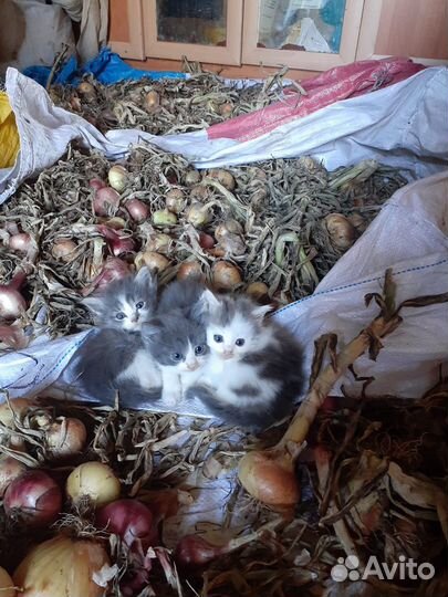 Котята в добрые руки