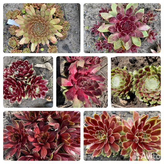 Молодило (Каменная Роза)