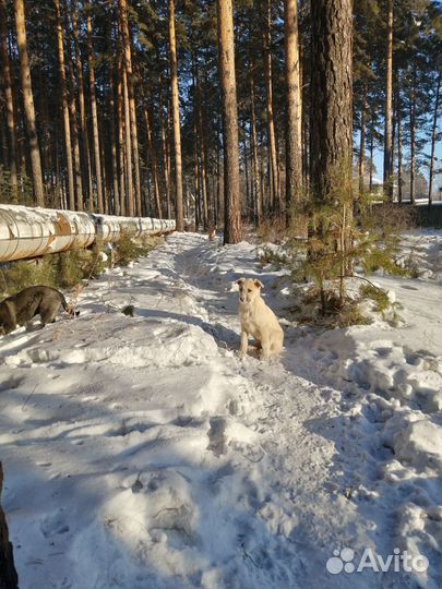 Щенок в добрые руки