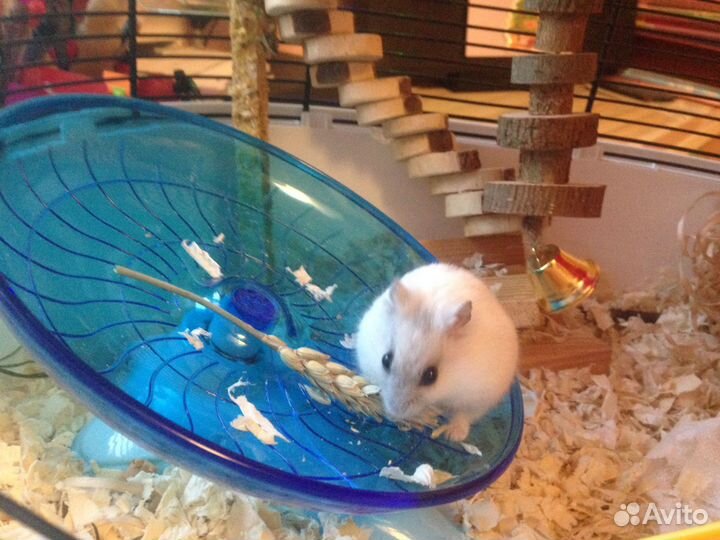 Передержка грызунов