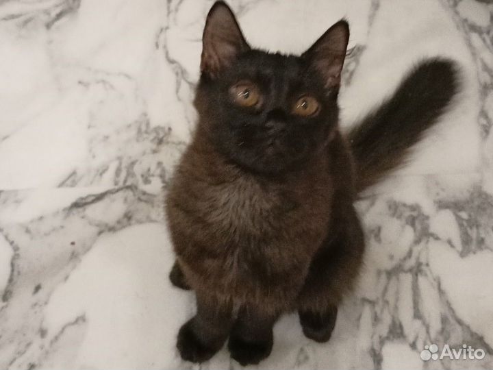 Котенок в добрые руки, девочка