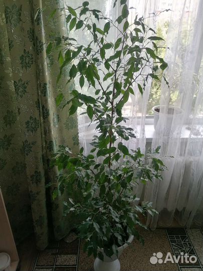 Фикус