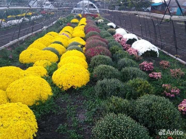 Хризантема шаровидная,мультифлора,саженцы