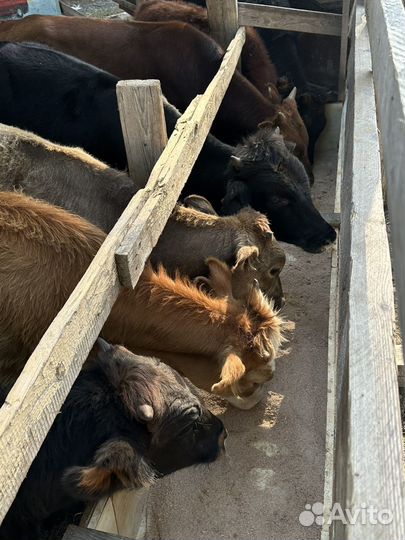 Продаются бычки