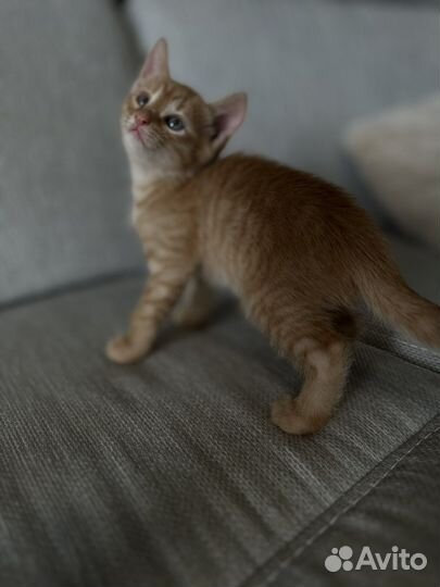 Котенок рыжий