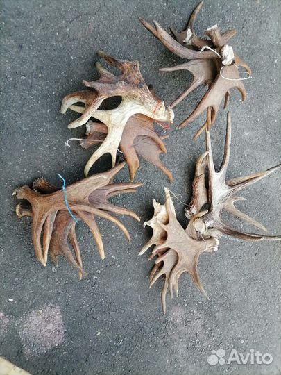 Продам рога лося