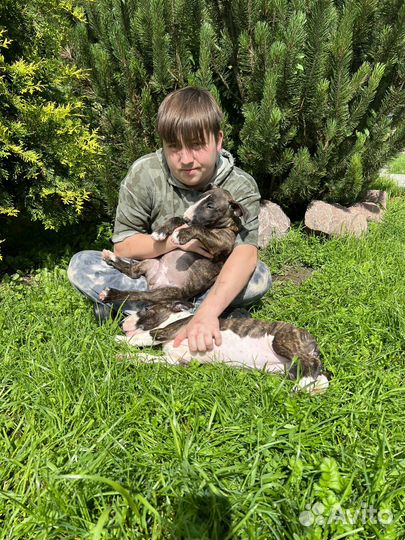 Бультерьера стандартного высокопородные щенки