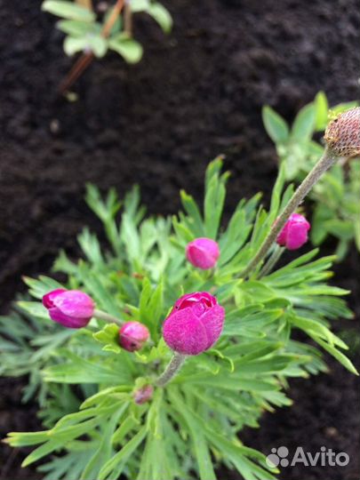 Рассылаю семена многолетних цветов