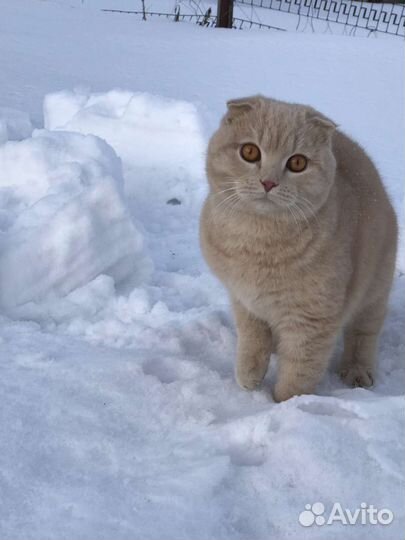 Котик шотландец Симба