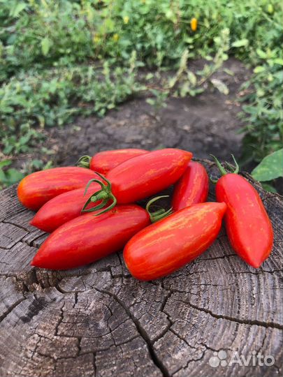 Семена редких, коллекционных томатов