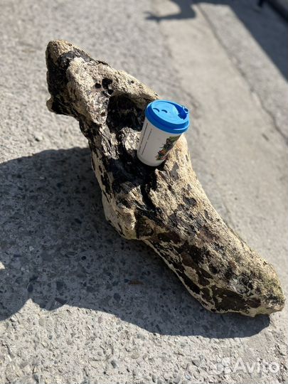 Дрифтвуд большая коряга