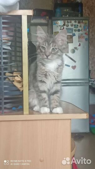 Отдам кота в добрые руки