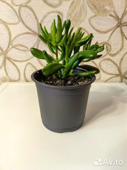 Крассула Голлум