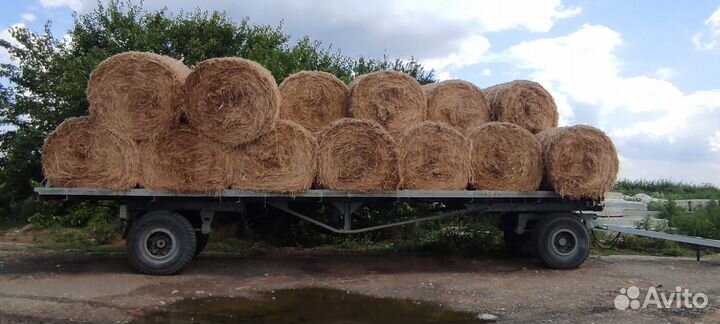 Сено люцерны в тюках