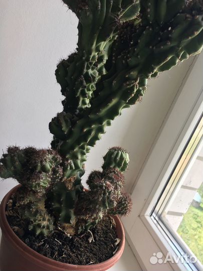 Кактус цереус перуанский, большой