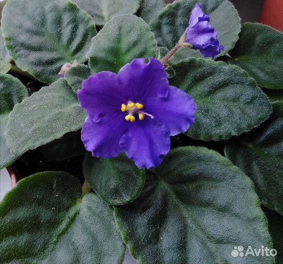 Фиалка цветущая в горшочке