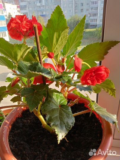 Комнатные цветы бегония