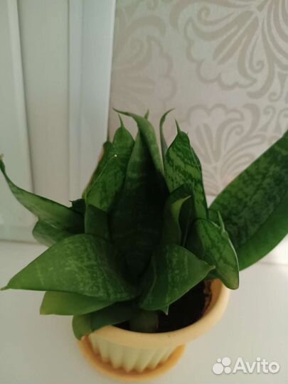 Красула толстянка