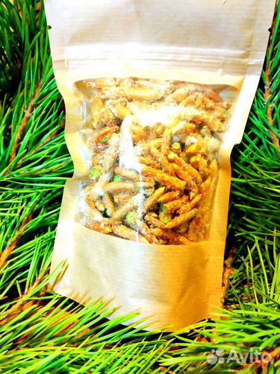 Почки сосны