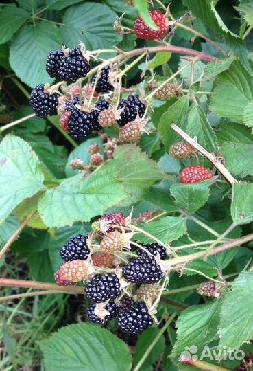 Саженцы ежевики (колючая)