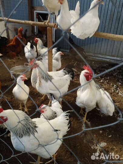 Молодые петушки