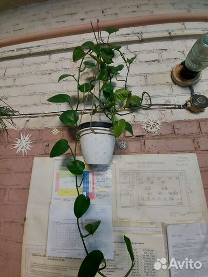 Сциндапсус