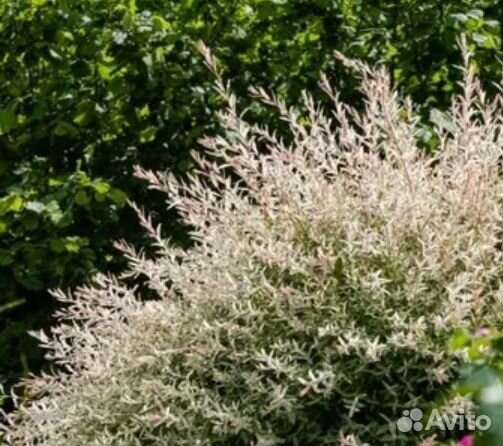 Хакуро нишики саженцы