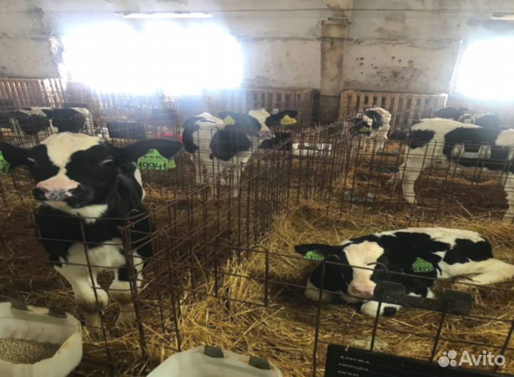 Бычки телята от 1мес