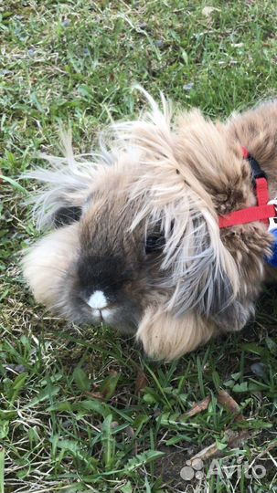 Передержка/догситтер собак, кошек и грызунов