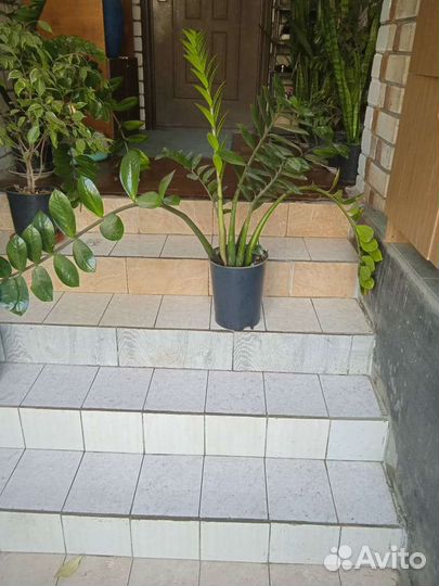 Замиокулькас