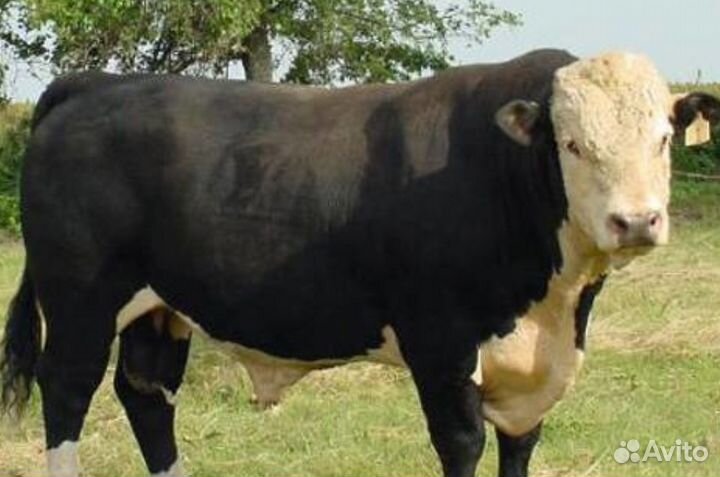 Бычки телята